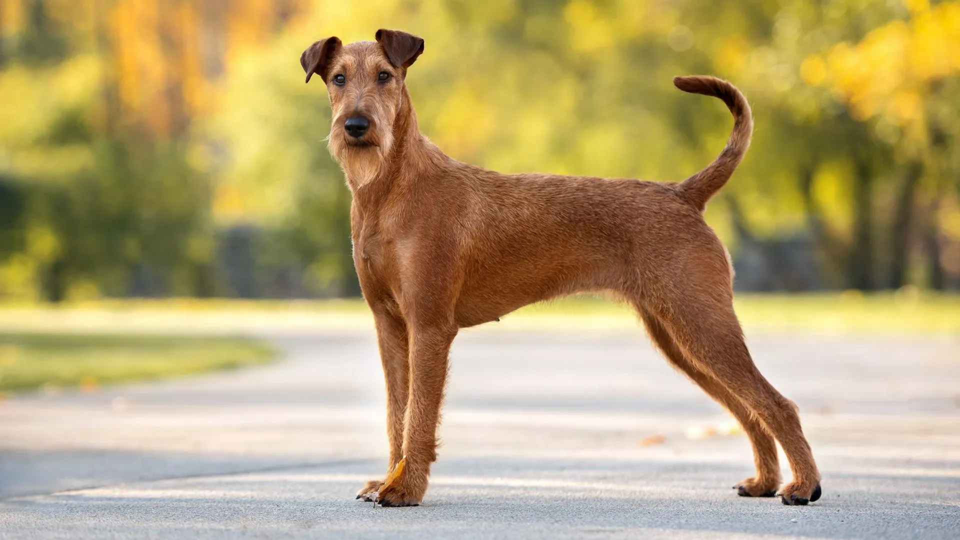 Irish Terrier
